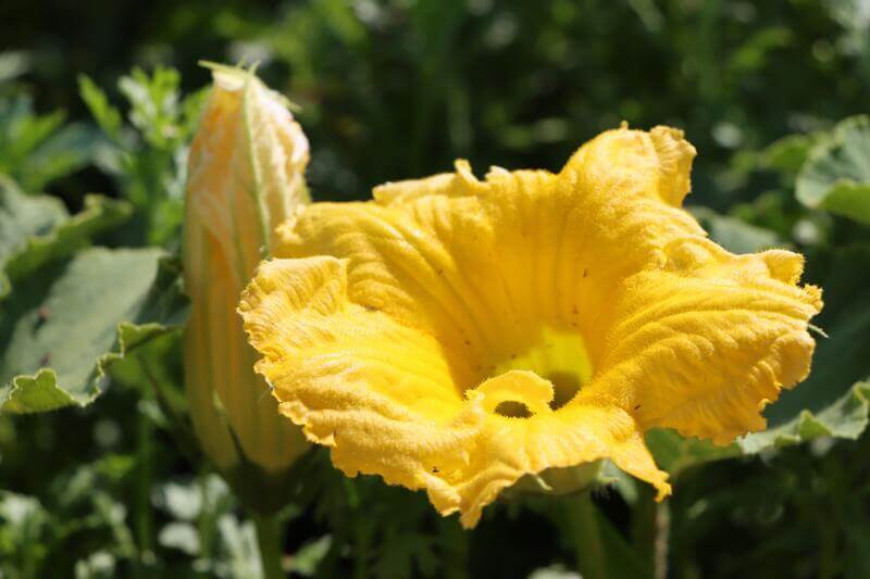 W szklarni kwitnie żółtymi kwiatami dorodna cukinia. 