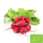 Rzodkiewki świeże BIO (Polska) (około 0,15 kg)