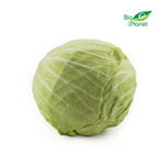 Kapusta biała świeża BIO (Polska) (około 1,50 kg)