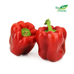 Papryka czerwona świeża BIO (Polska) (około 0,60 kg)