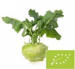 Kalarepa świeża bio (Polska) (około 0,20 kg)